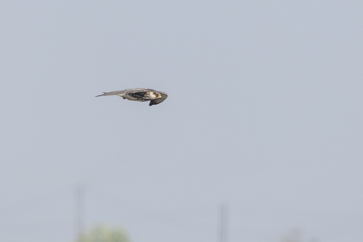 Amur Falcon - ML646450622