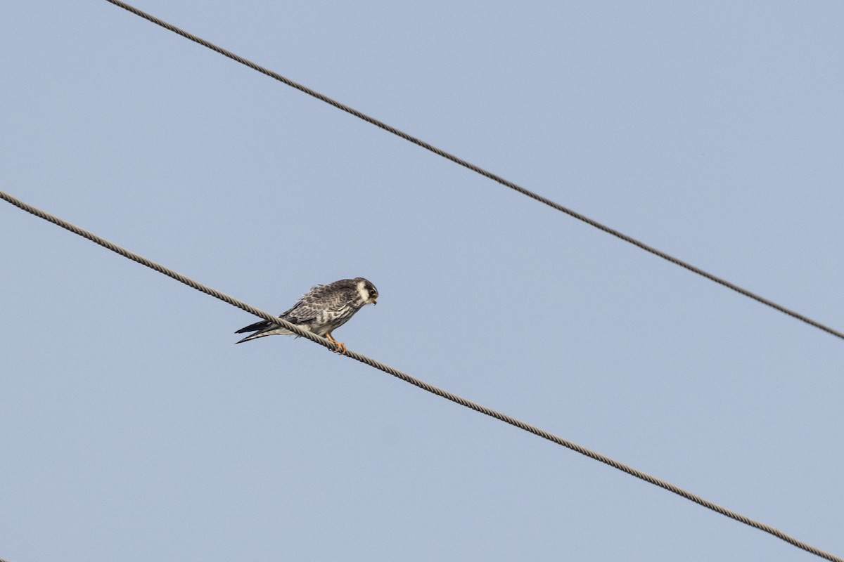 Amur Falcon - ML646450623