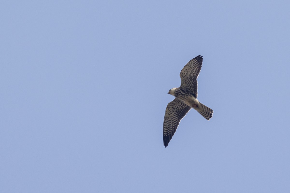 Amur Falcon - ML646450625