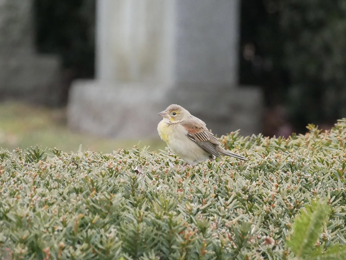 Dickcissel - ML646450627