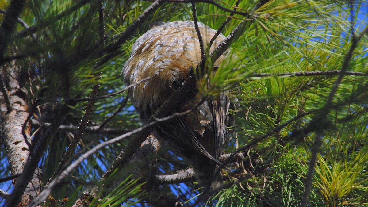 Long-eared Owl - ML646450630