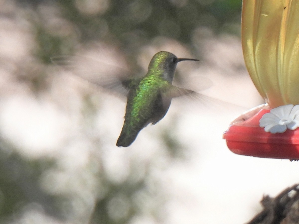 アンナハチドリ - ML646450635