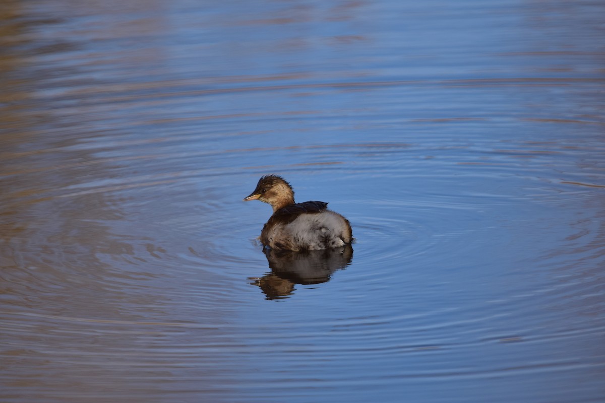 Little Grebe - ML646450637