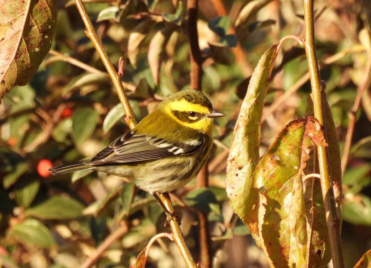 Townsend's Warbler - ML646450639