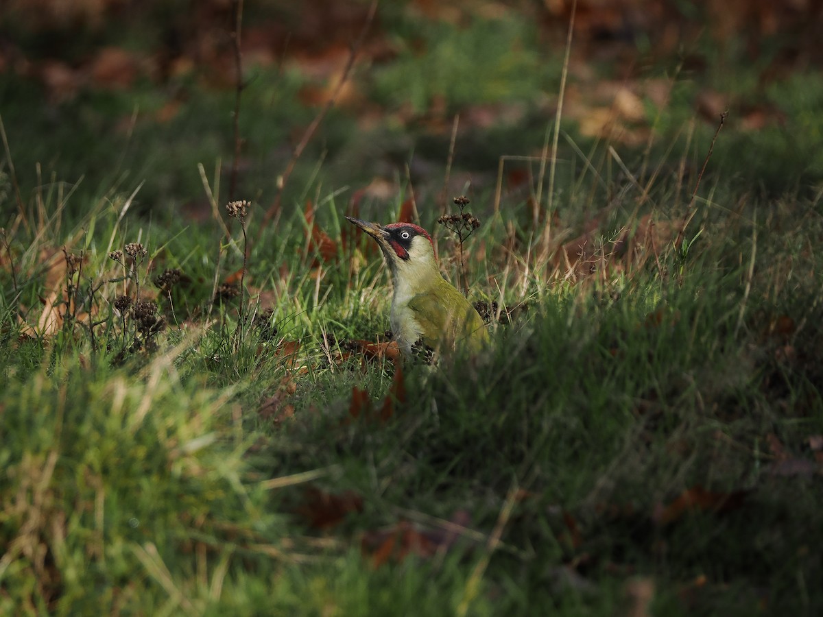 Eurasian Green Woodpecker - ML646450641