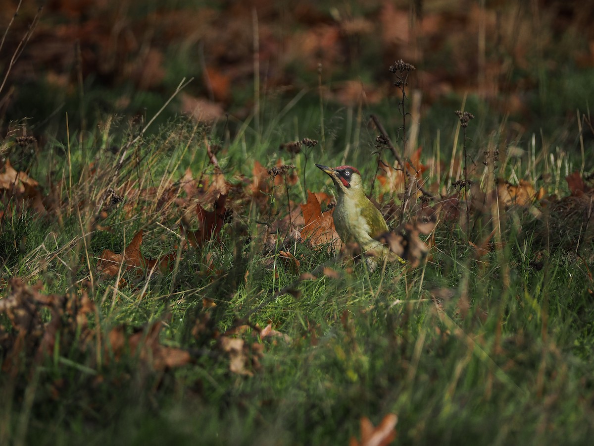 Eurasian Green Woodpecker - ML646450642