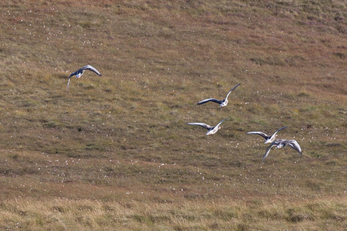 husa velká - ML646450645