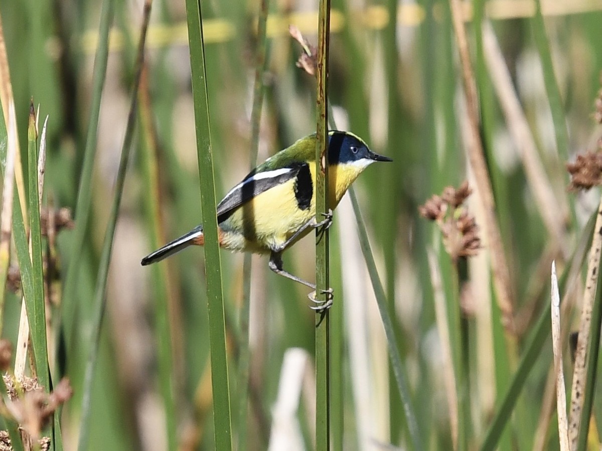 Many-colored Rush Tyrant - ML646450646