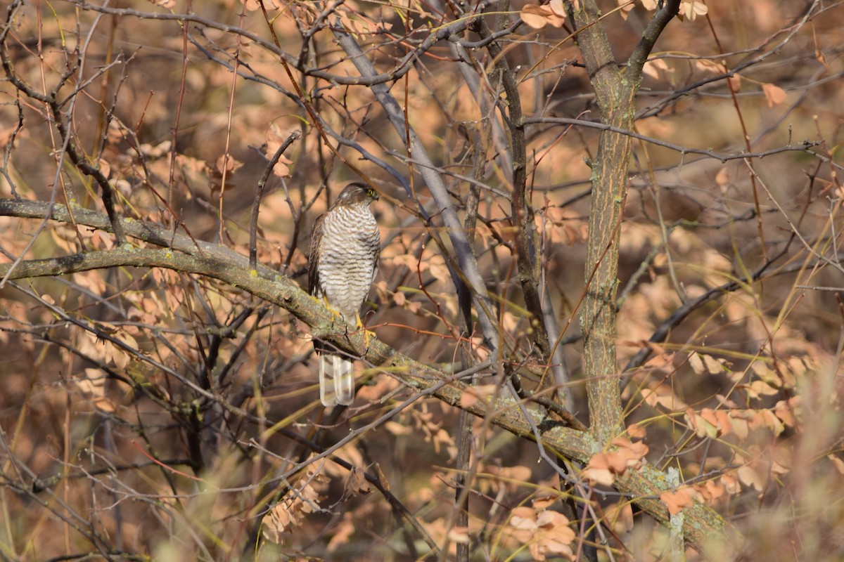 krahujec obecný - ML646450647