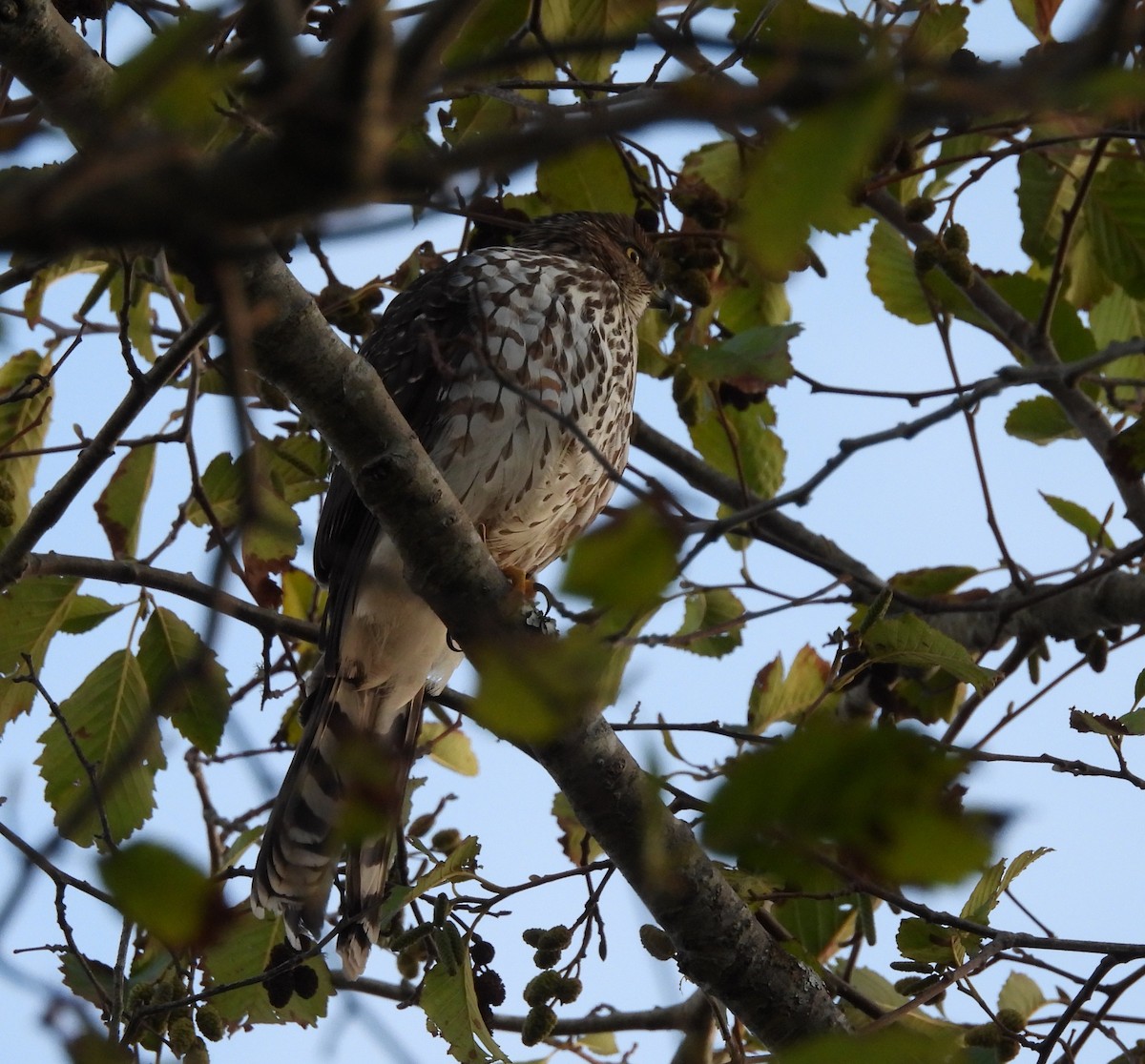 Cooper's Hawk - ML646450653