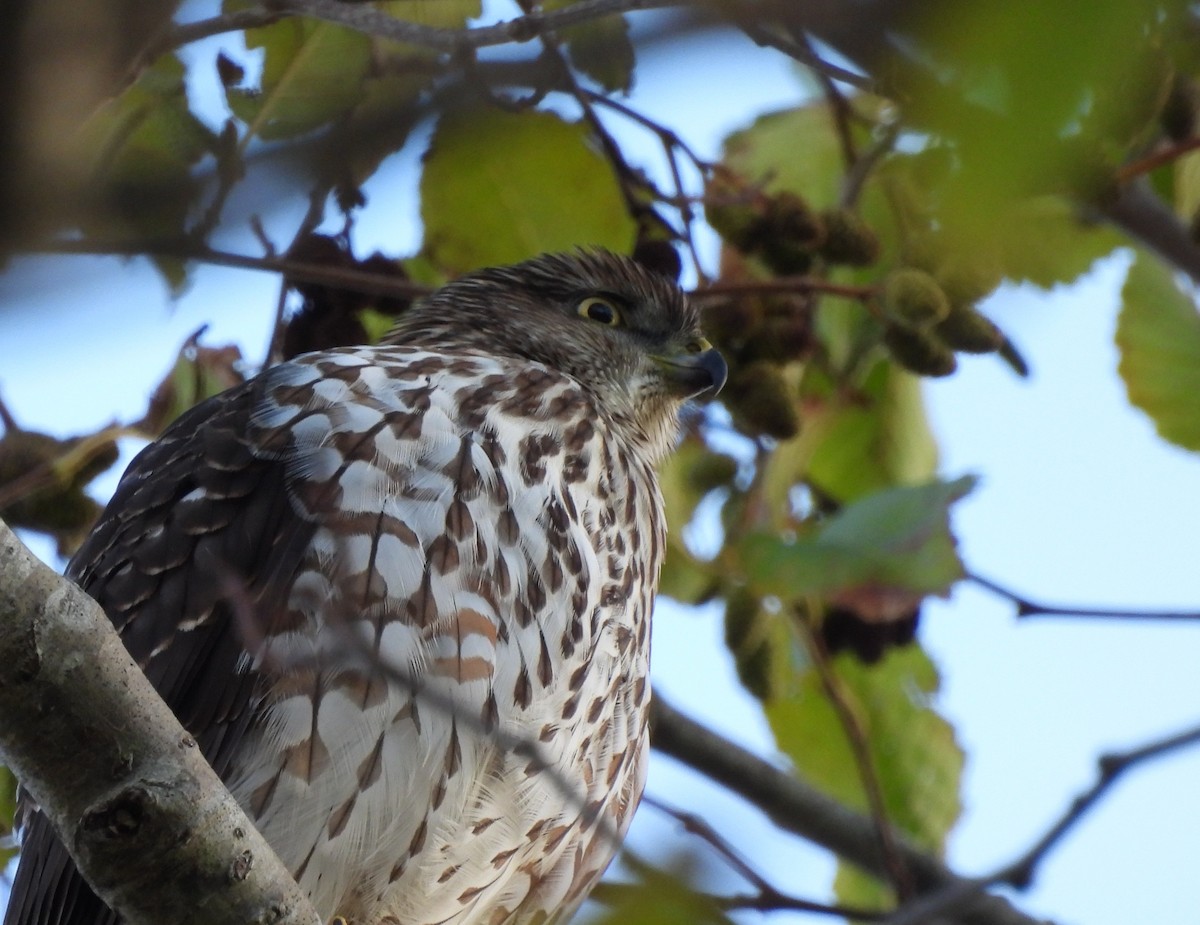 Cooper's Hawk - ML646450654
