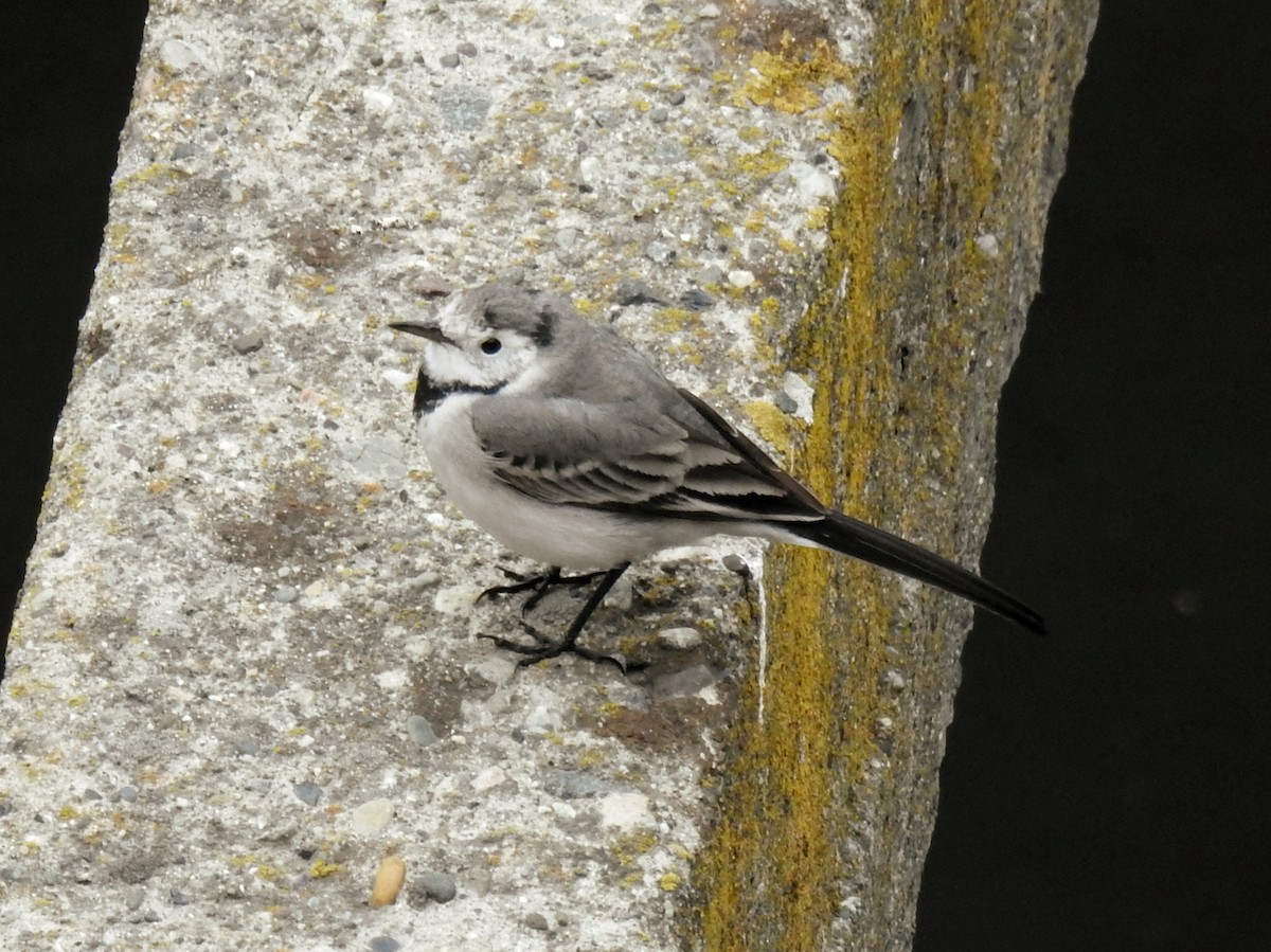 נחליאלי לבן - ML646450655