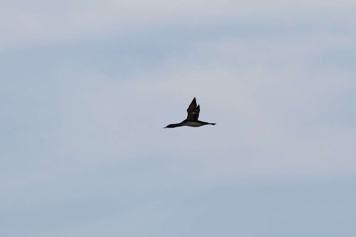 Red-throated Loon - ML646450656