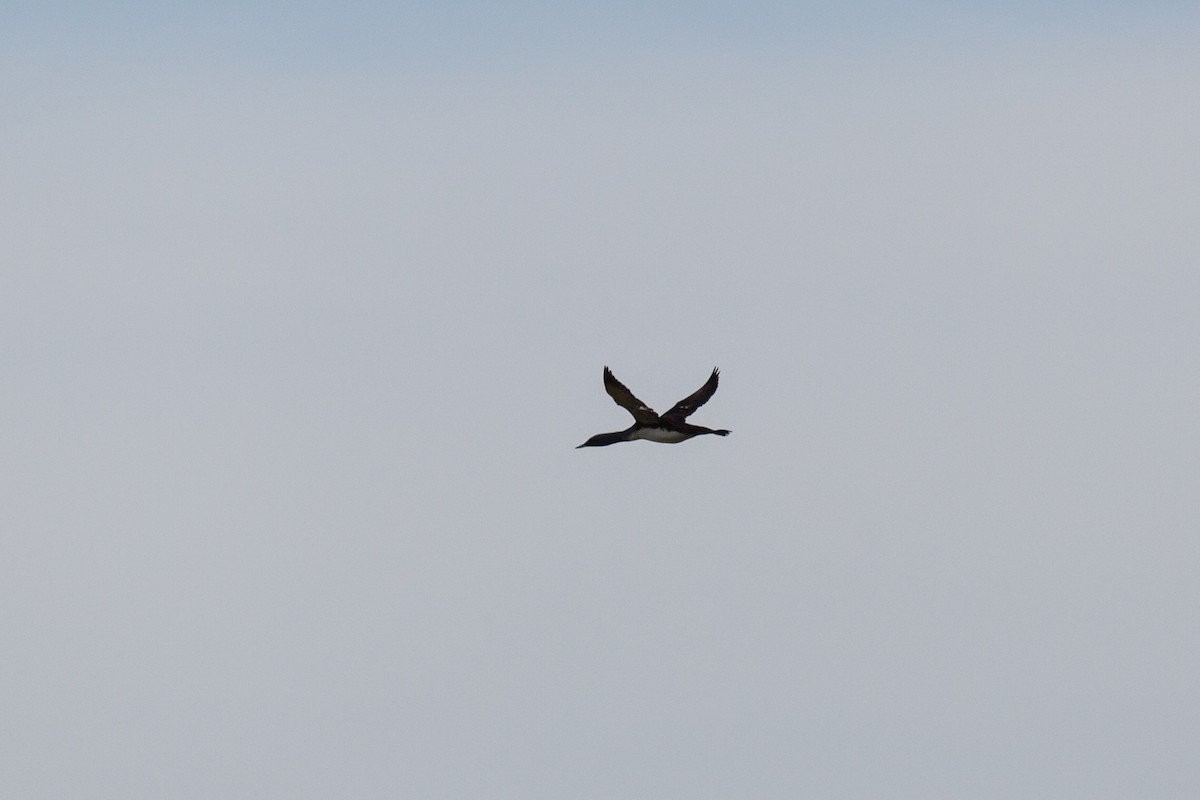 Red-throated Loon - ML646450657