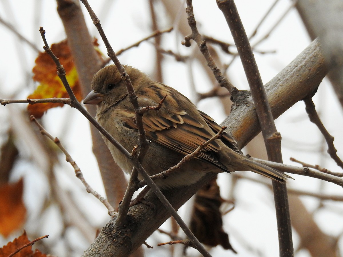 House Sparrow - ML646450662