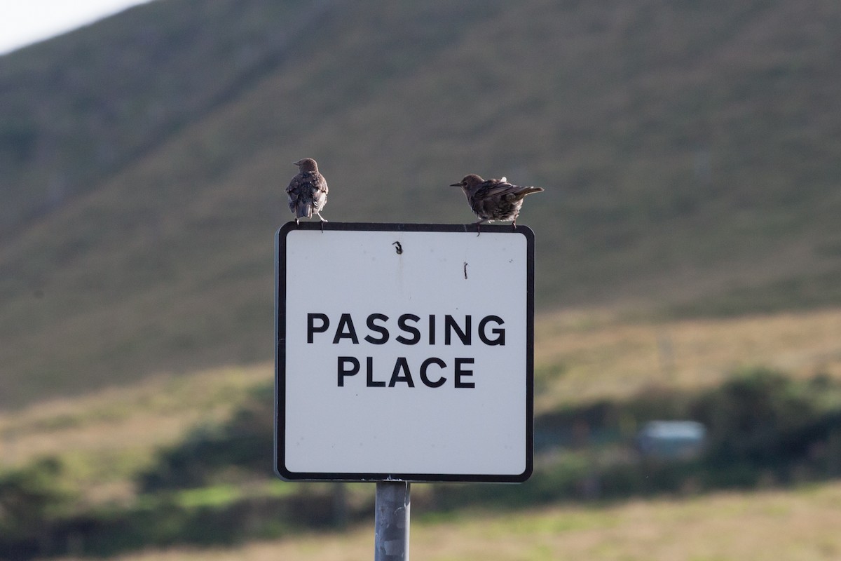 European Starling - ML646450663