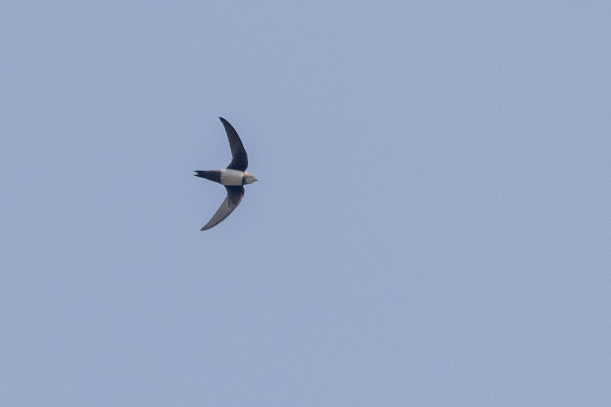 Alpine Swift - ML646450668