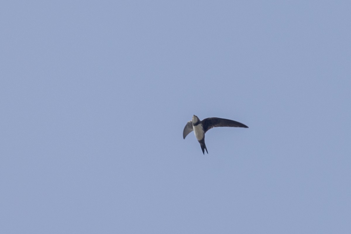 Alpine Swift - ML646450673
