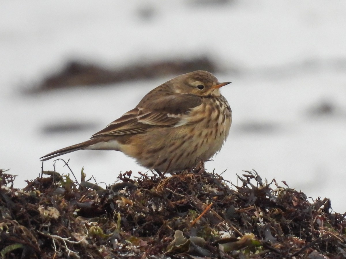 American Pipit - ML646450675