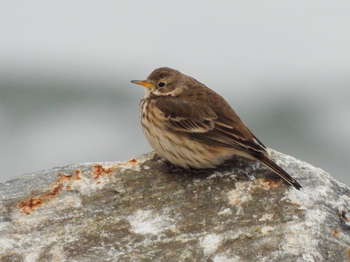American Pipit - ML646450676