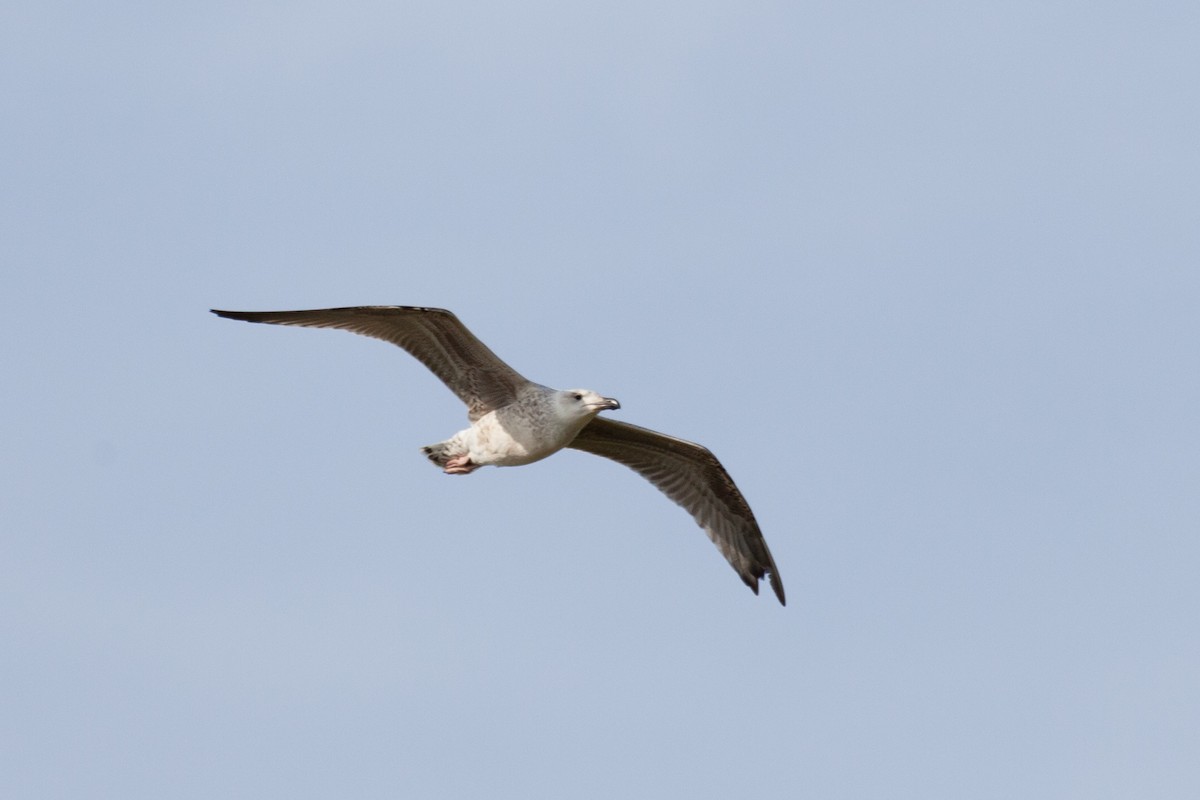 Great Black-backed Gull - ML646450677