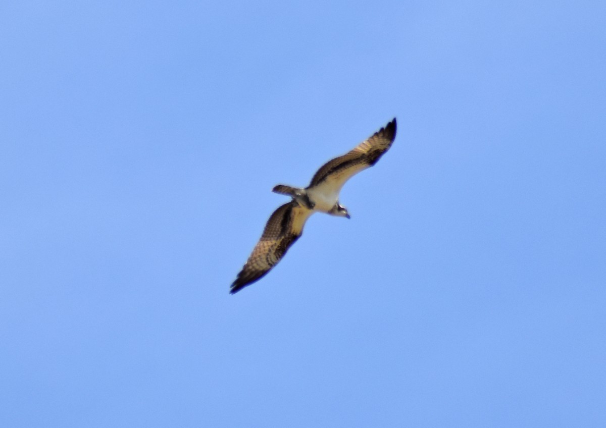 Osprey - ML646450678