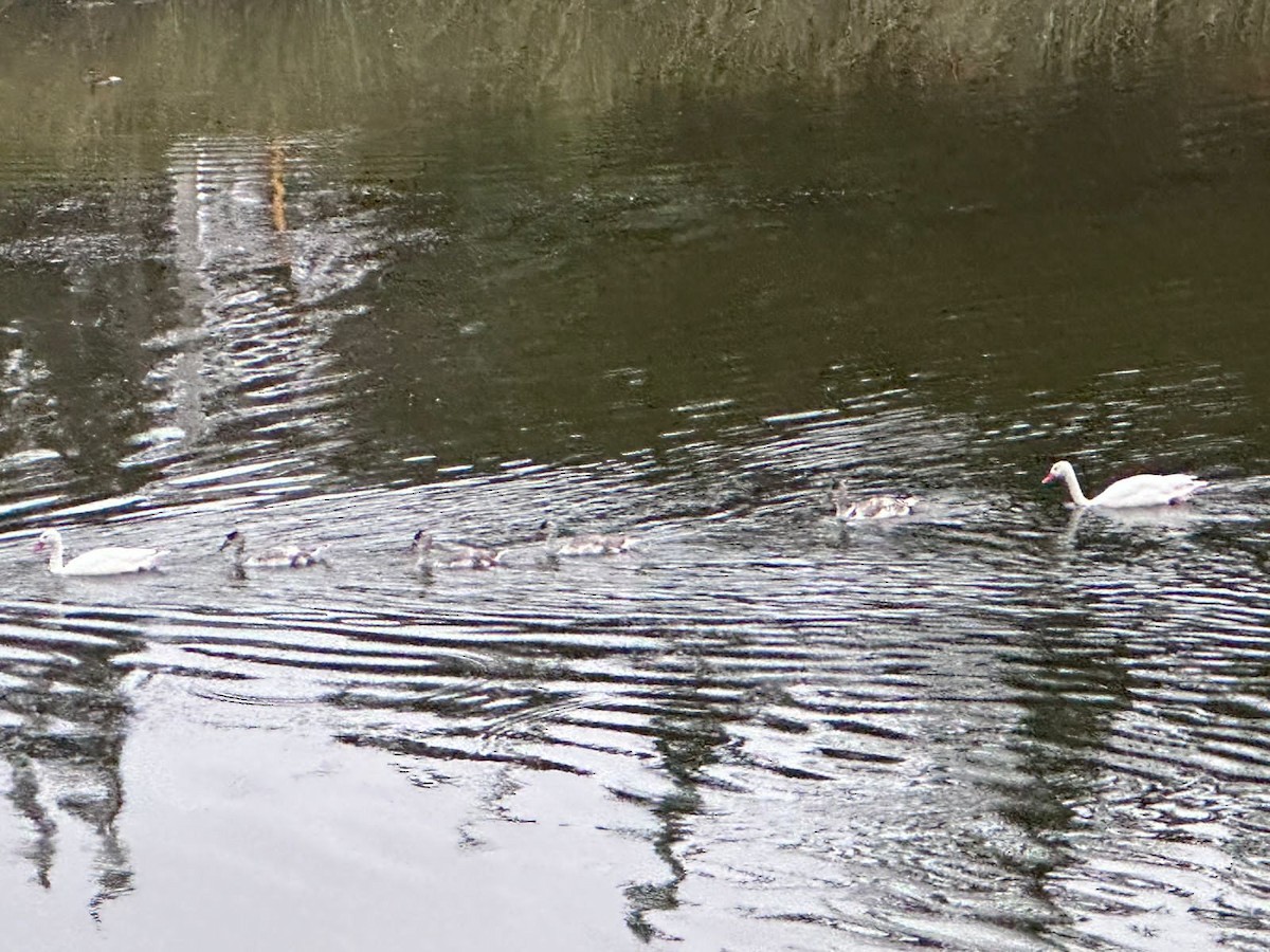 Coscoroba Swan - ML646450679