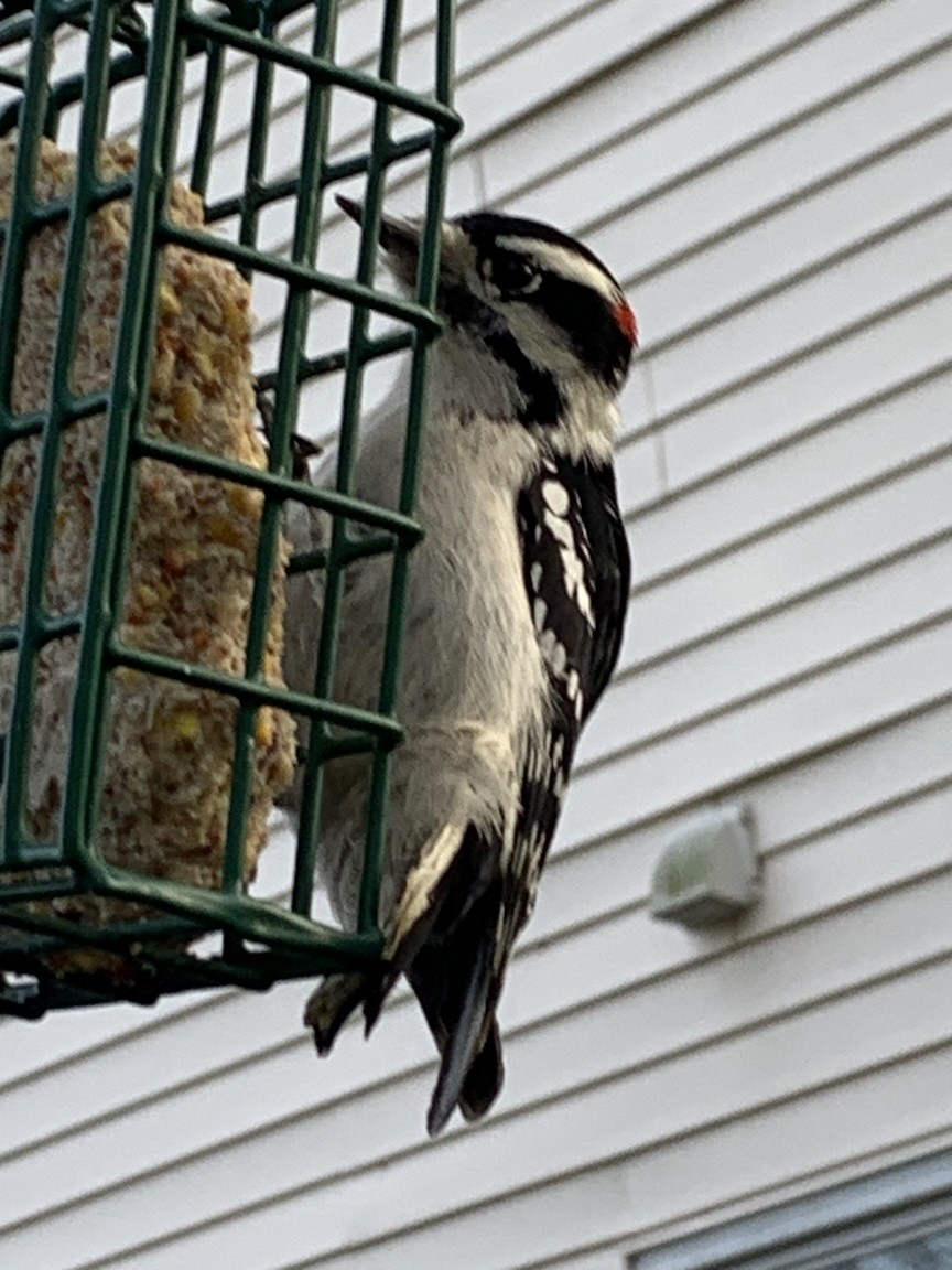 Downy Woodpecker (Eastern) - ML646450681