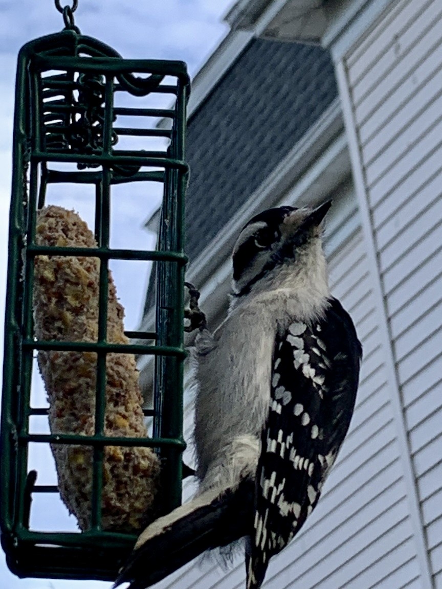 Downy Woodpecker (Eastern) - ML646450682