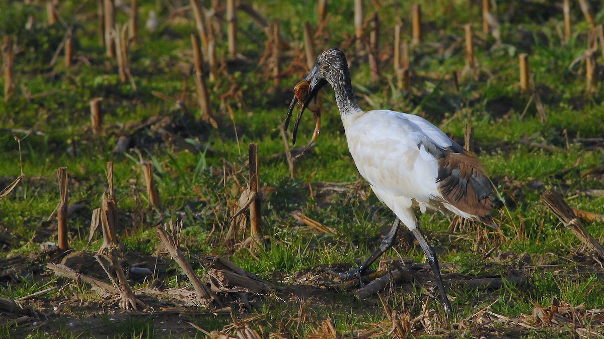 African Sacred Ibis - ML646450683