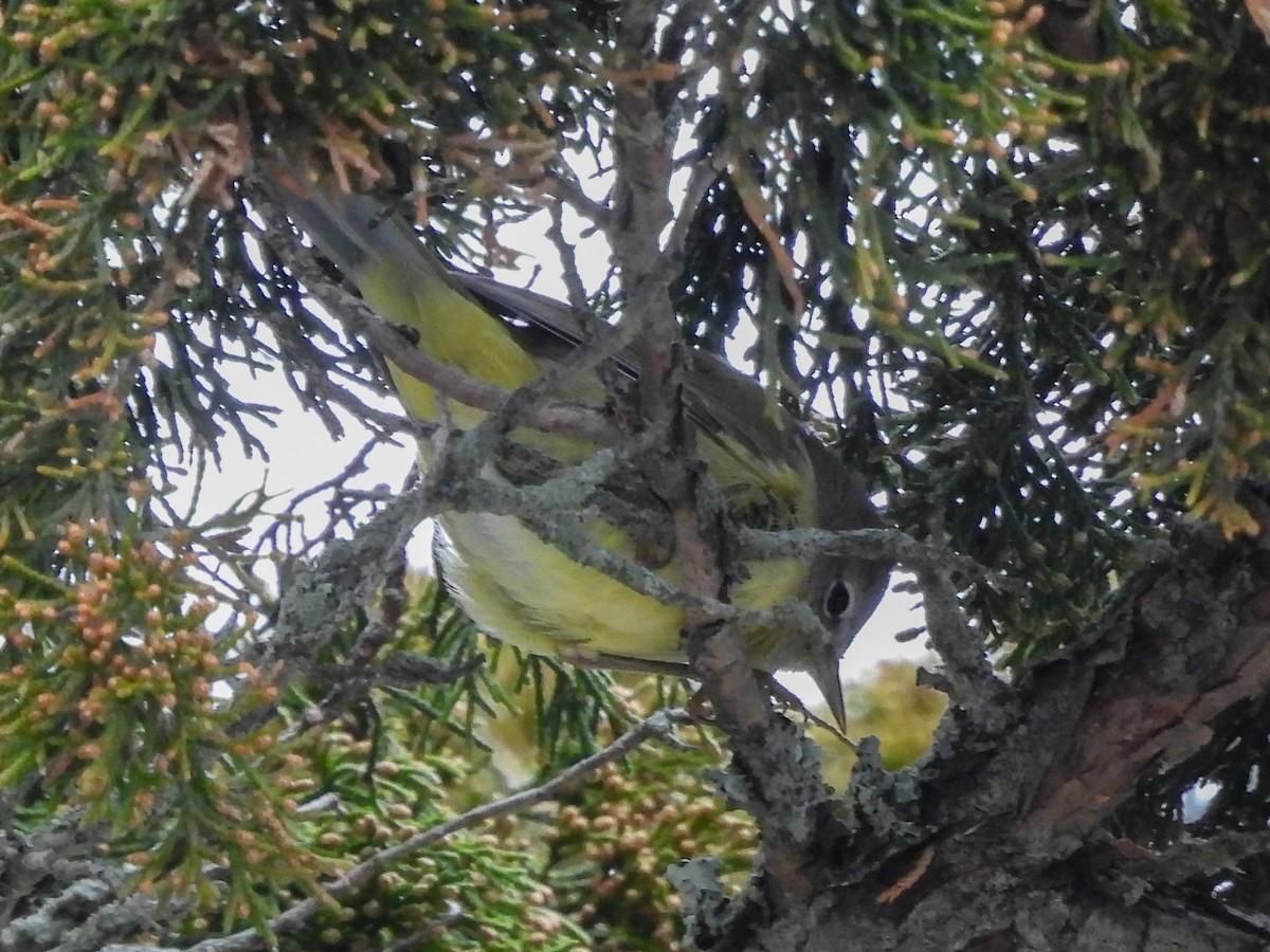 Orange-crowned Warbler - ML646450684