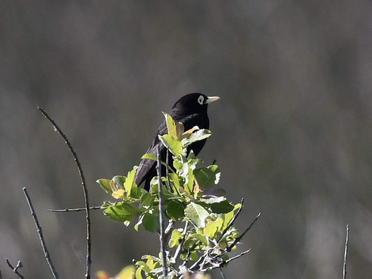 Viudita Picoplata - ML646450686