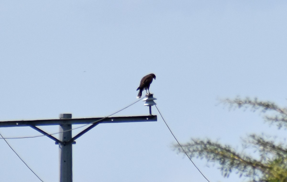 Poiana di Harris - ML646450687