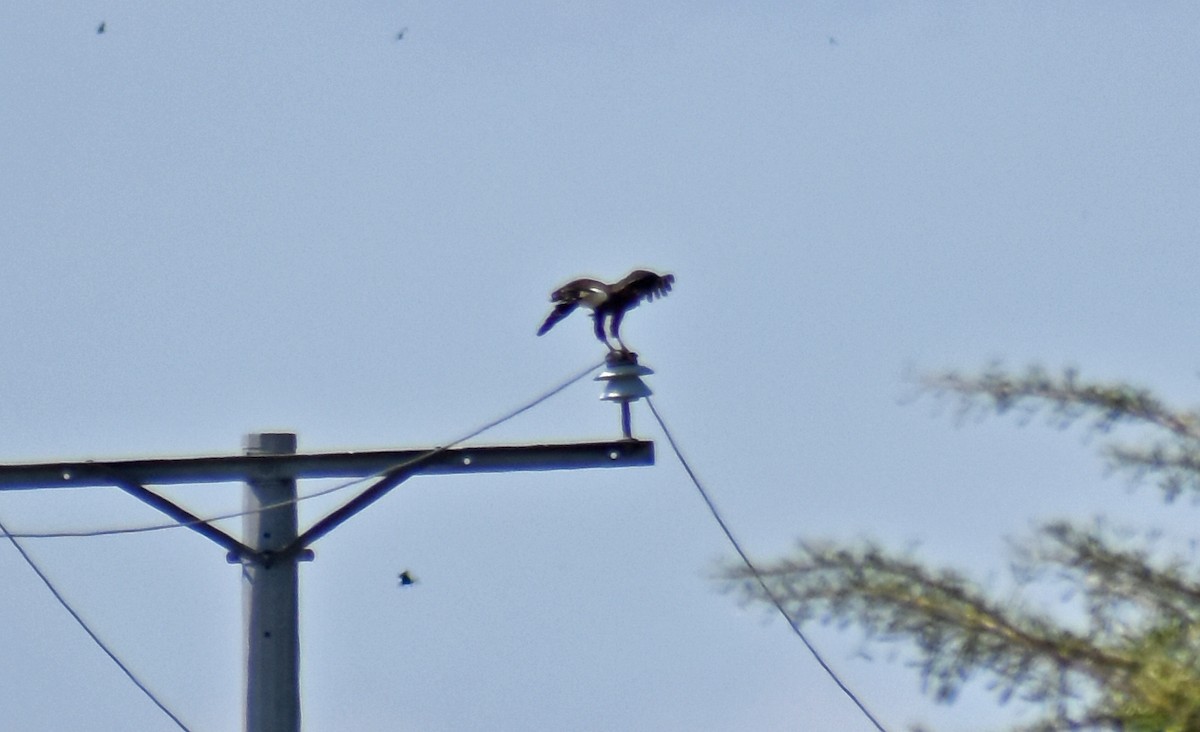 Poiana di Harris - ML646450688