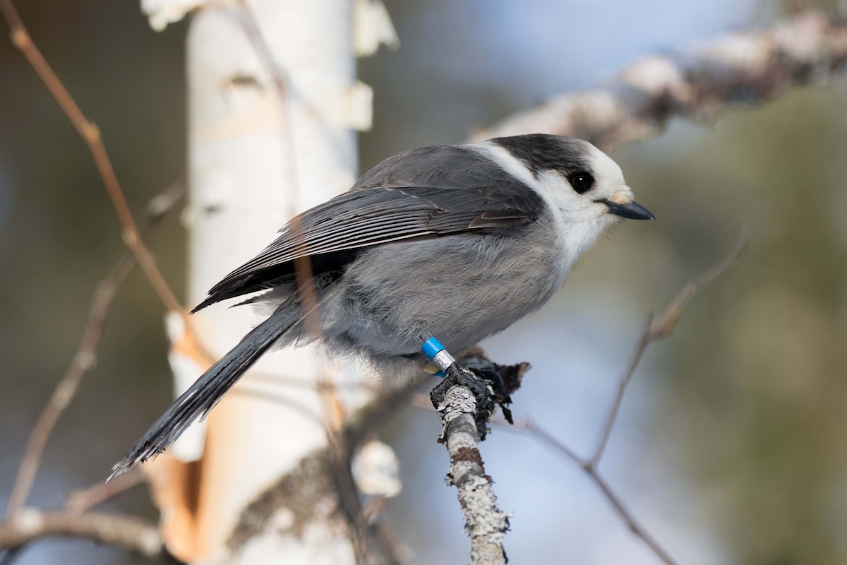 Канадская кукша - ML646450689