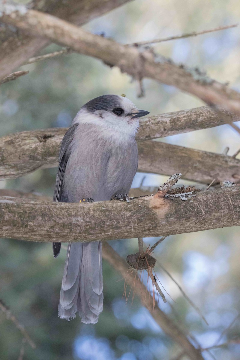 Канадская кукша - ML646450693