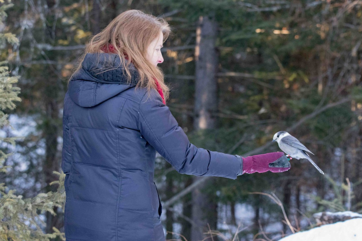 Канадская кукша - ML646450694