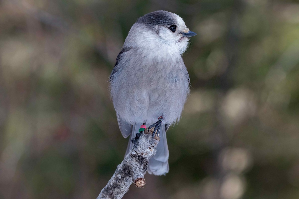 Канадская кукша - ML646450695