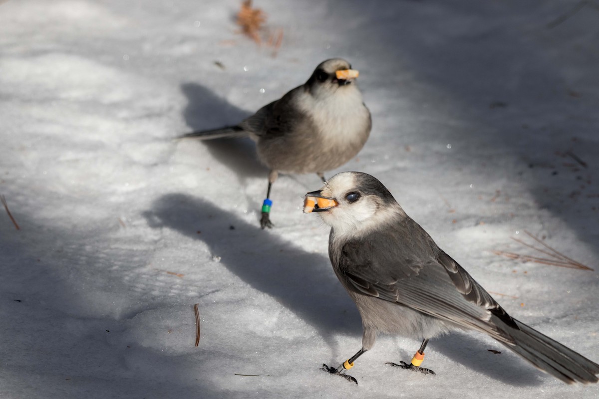 Канадская кукша - ML646450697