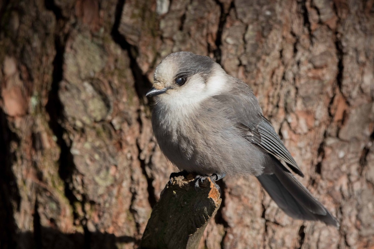 Канадская кукша - ML646450698