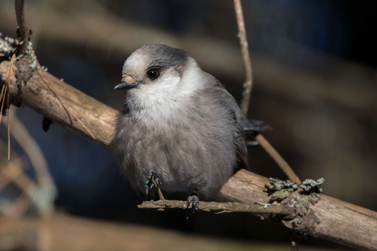 Канадская кукша - ML646450699