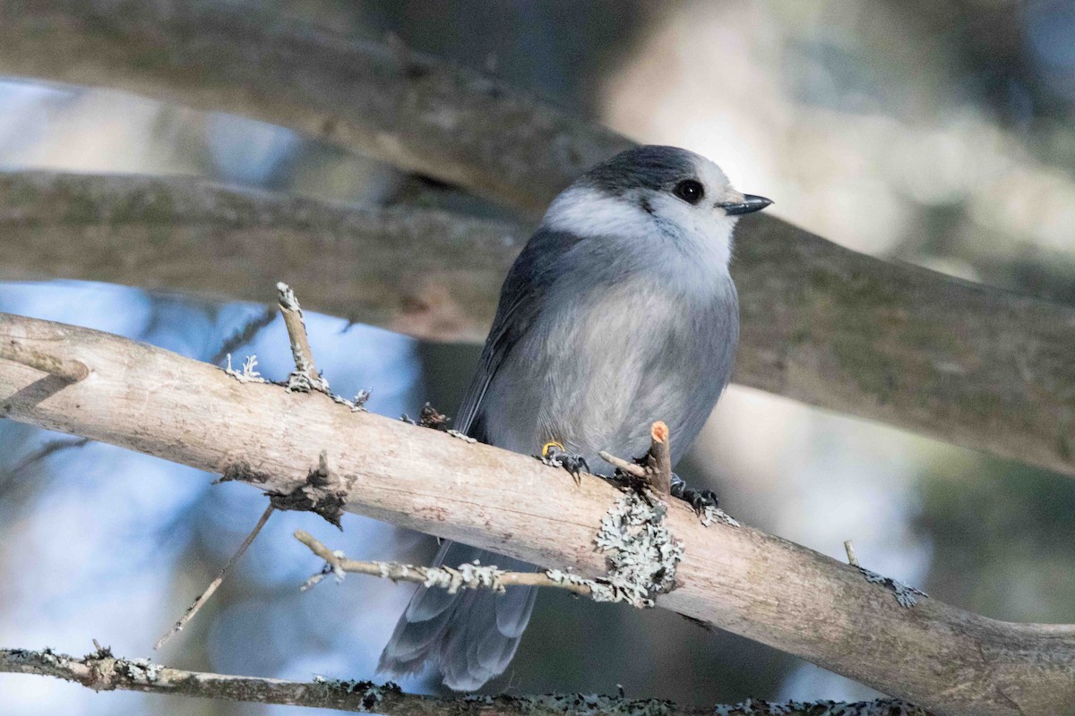 Канадская кукша - ML646450700