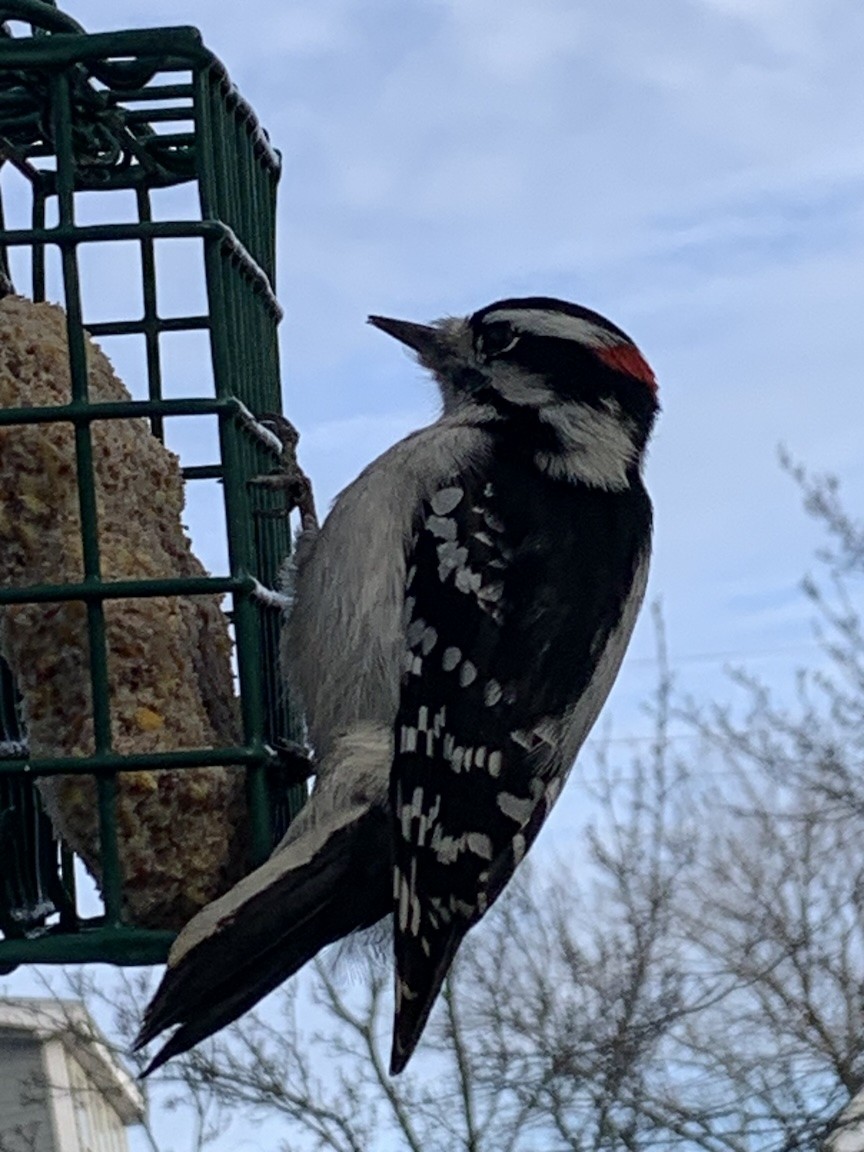 Downy Woodpecker (Eastern) - ML646450705