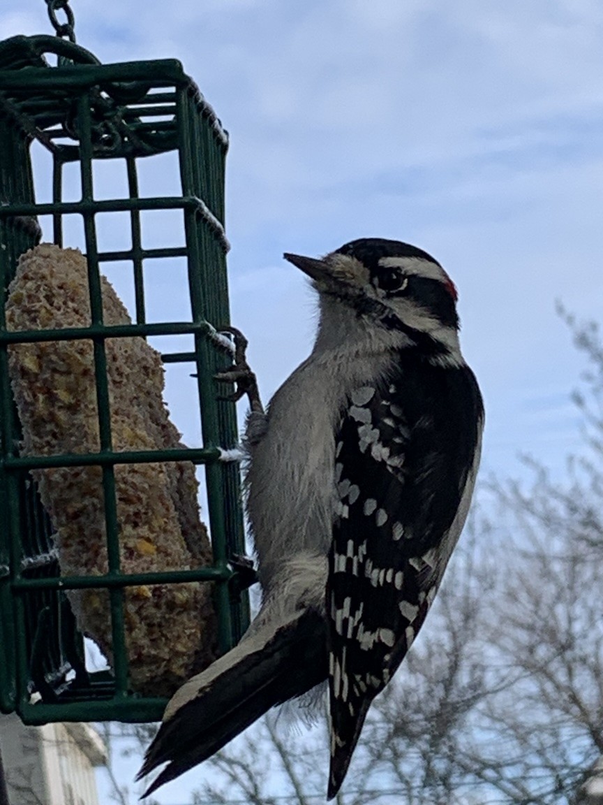 Downy Woodpecker (Eastern) - ML646450706