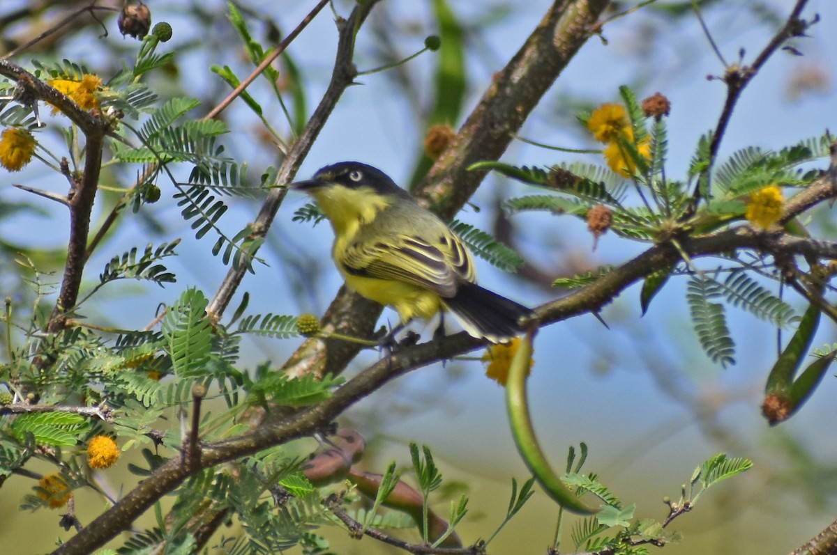Common Tody-Flycatcher - ML646450708