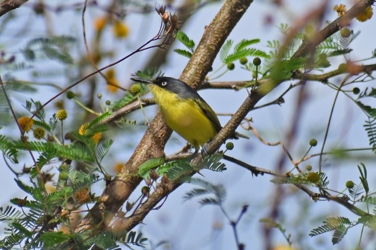 Common Tody-Flycatcher - ML646450709