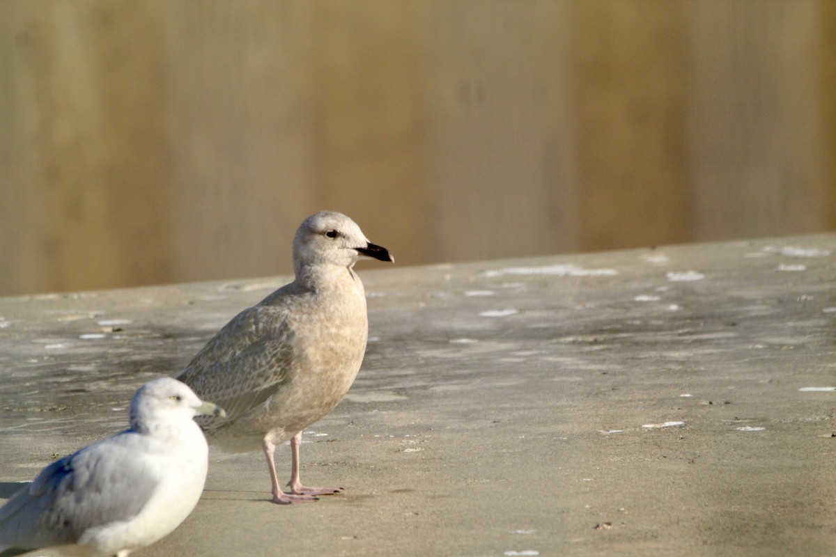 American Herring Gull - ML646450710