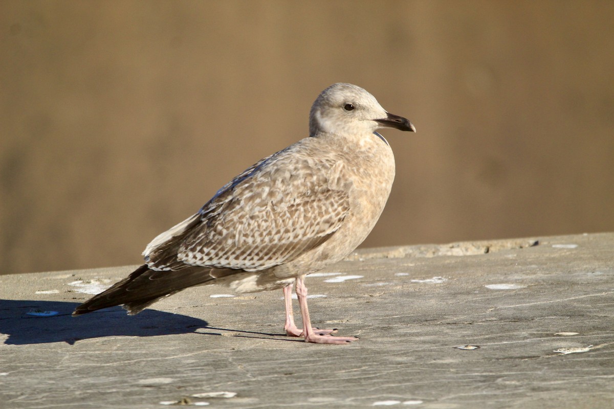 American Herring Gull - ML646450711