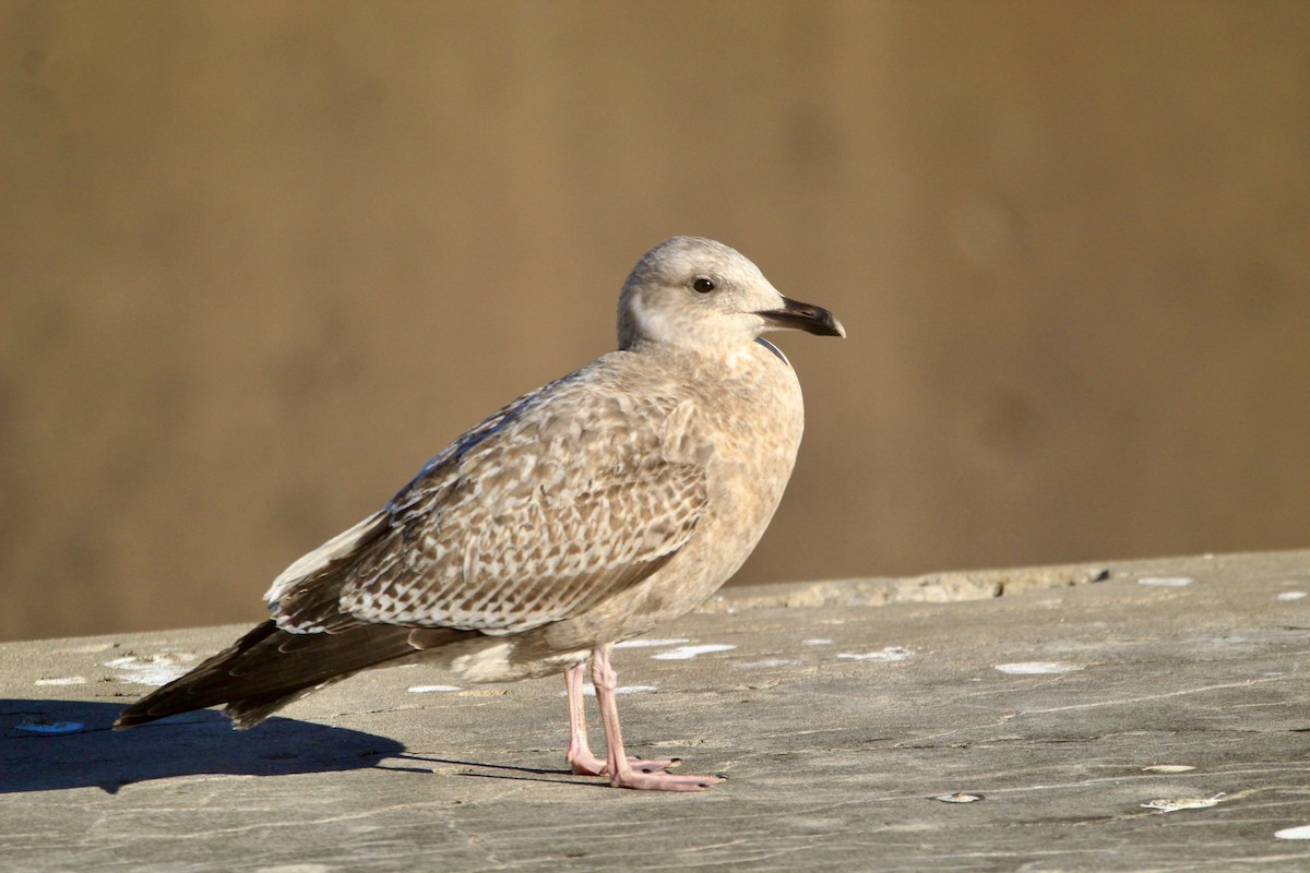 American Herring Gull - ML646450712