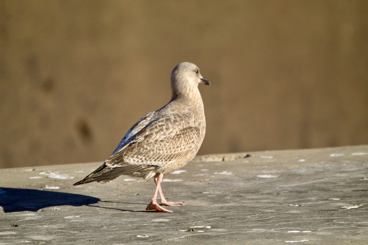 American Herring Gull - ML646450713
